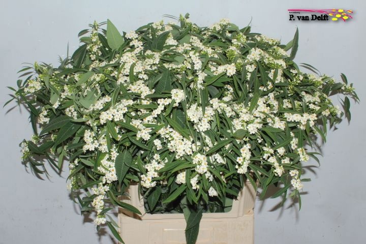 Euphorbia Spray Quicksilver 80cm
