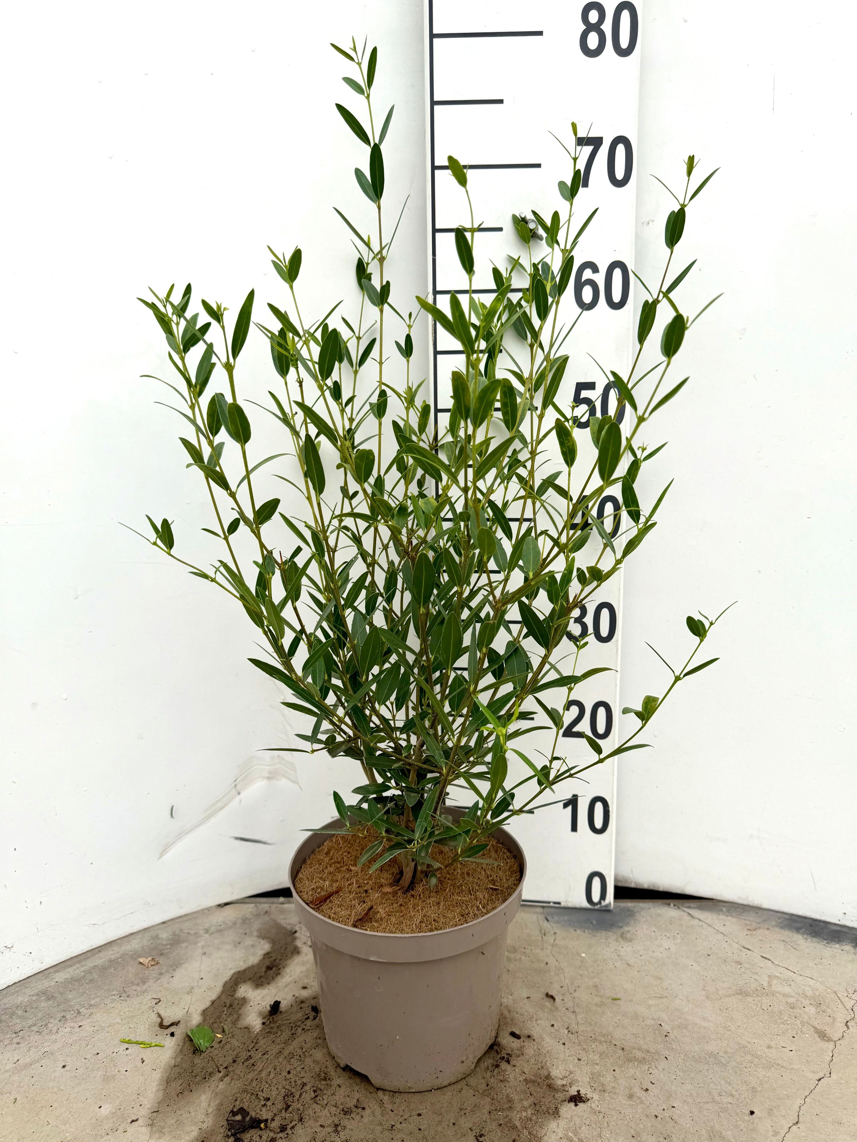 Phillyrea angustifolia