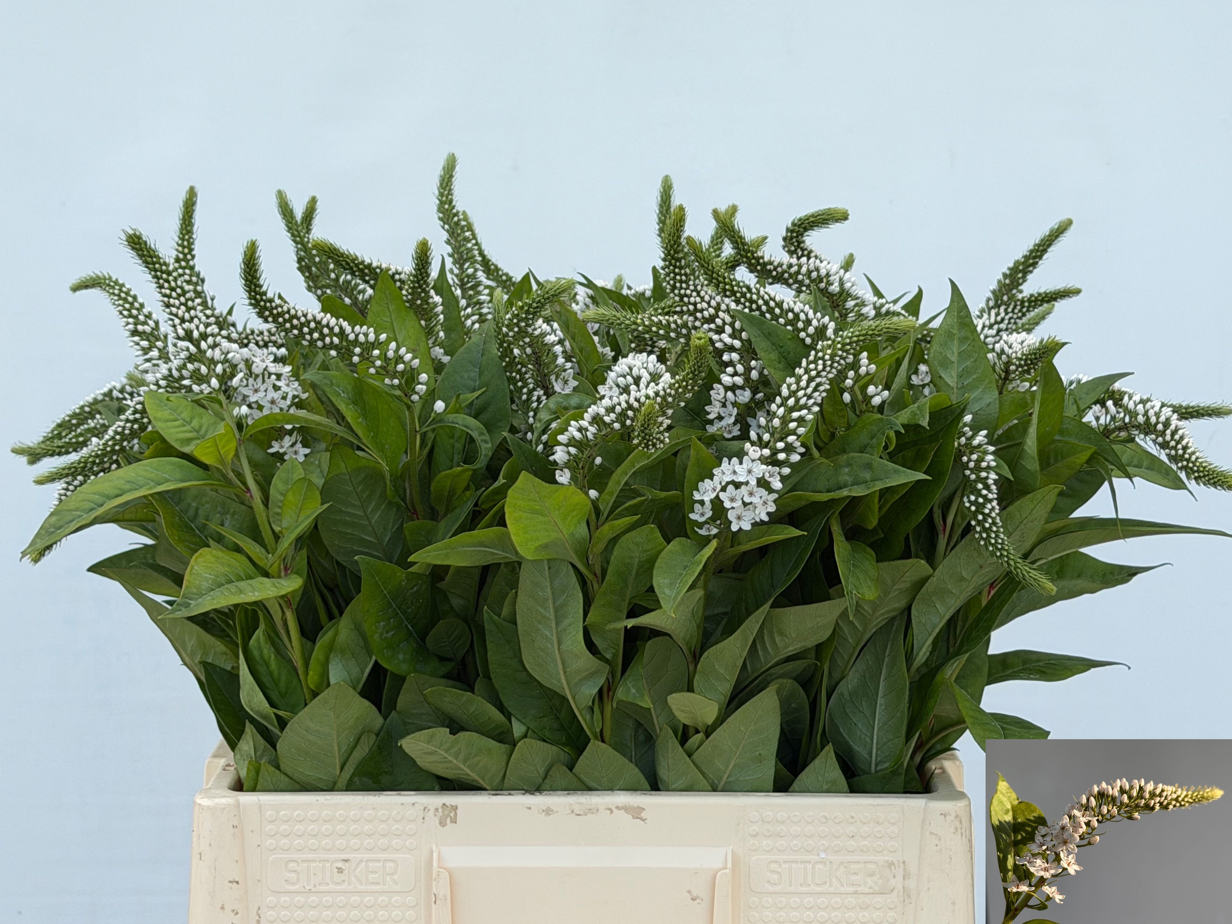 Lysimachia Clethroides 60cm