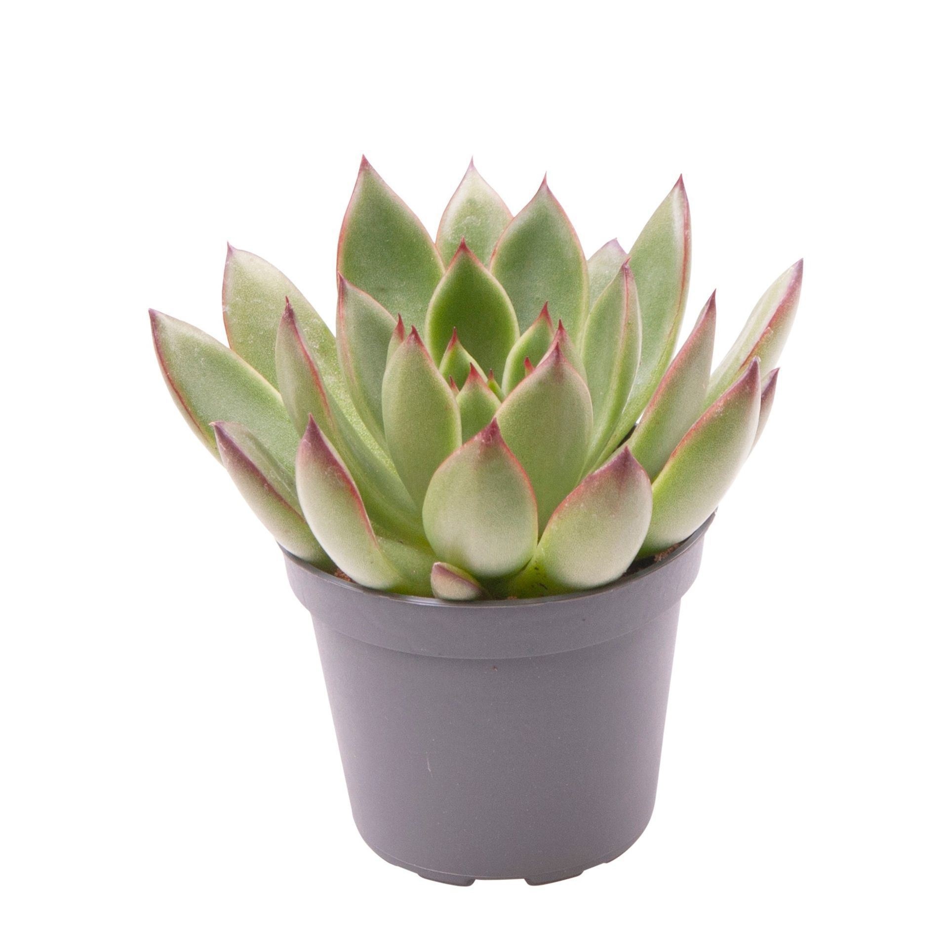 Echeveria Agavoides Red Tips