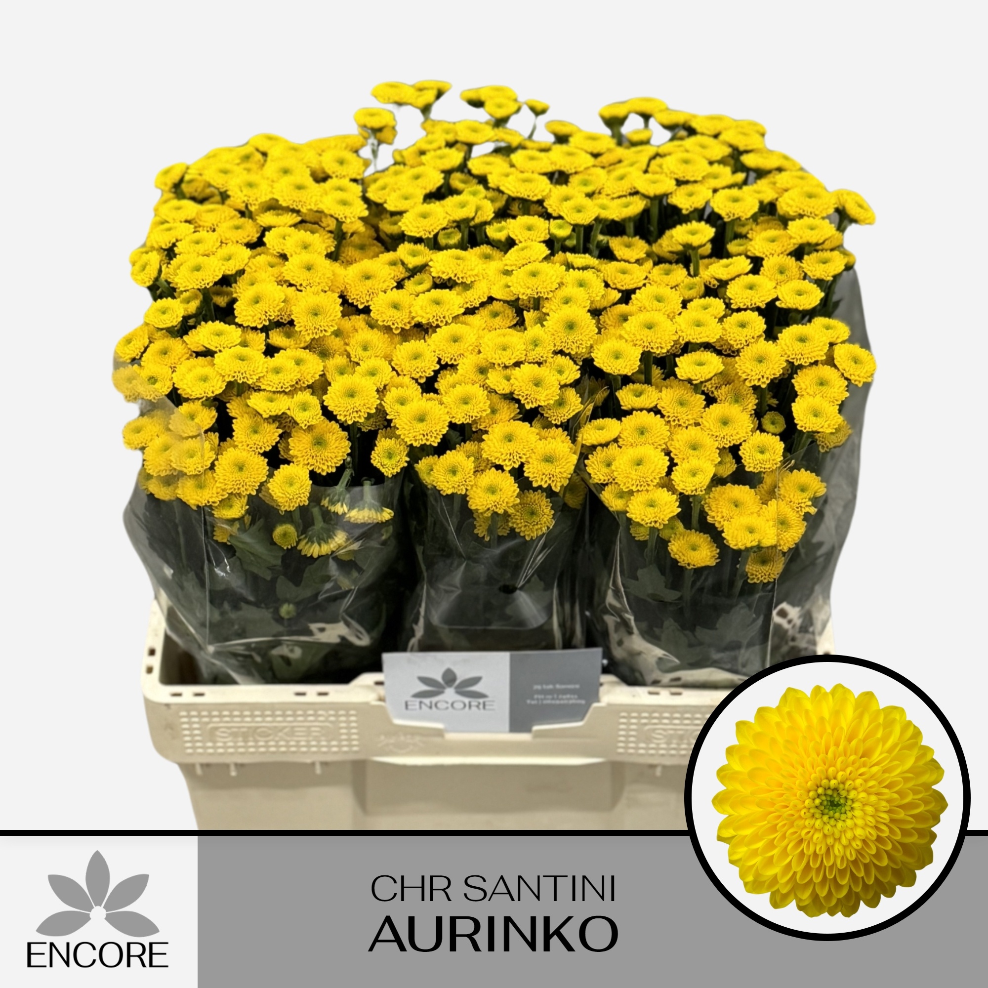 Chrys Santini Aurinko 55cm 450Ø