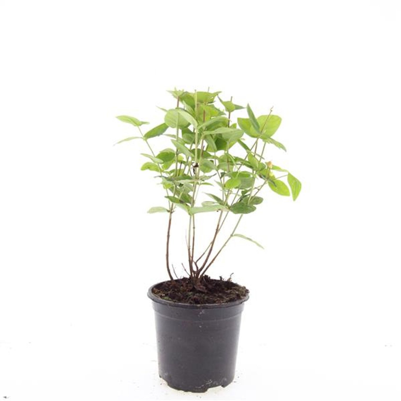 Hypericum inodorum Magical Beauty ('Kolmbeau')