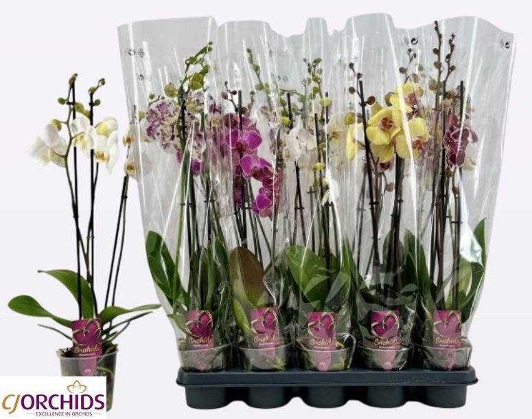 Phalaenopsis Asst 12Ø 65cm