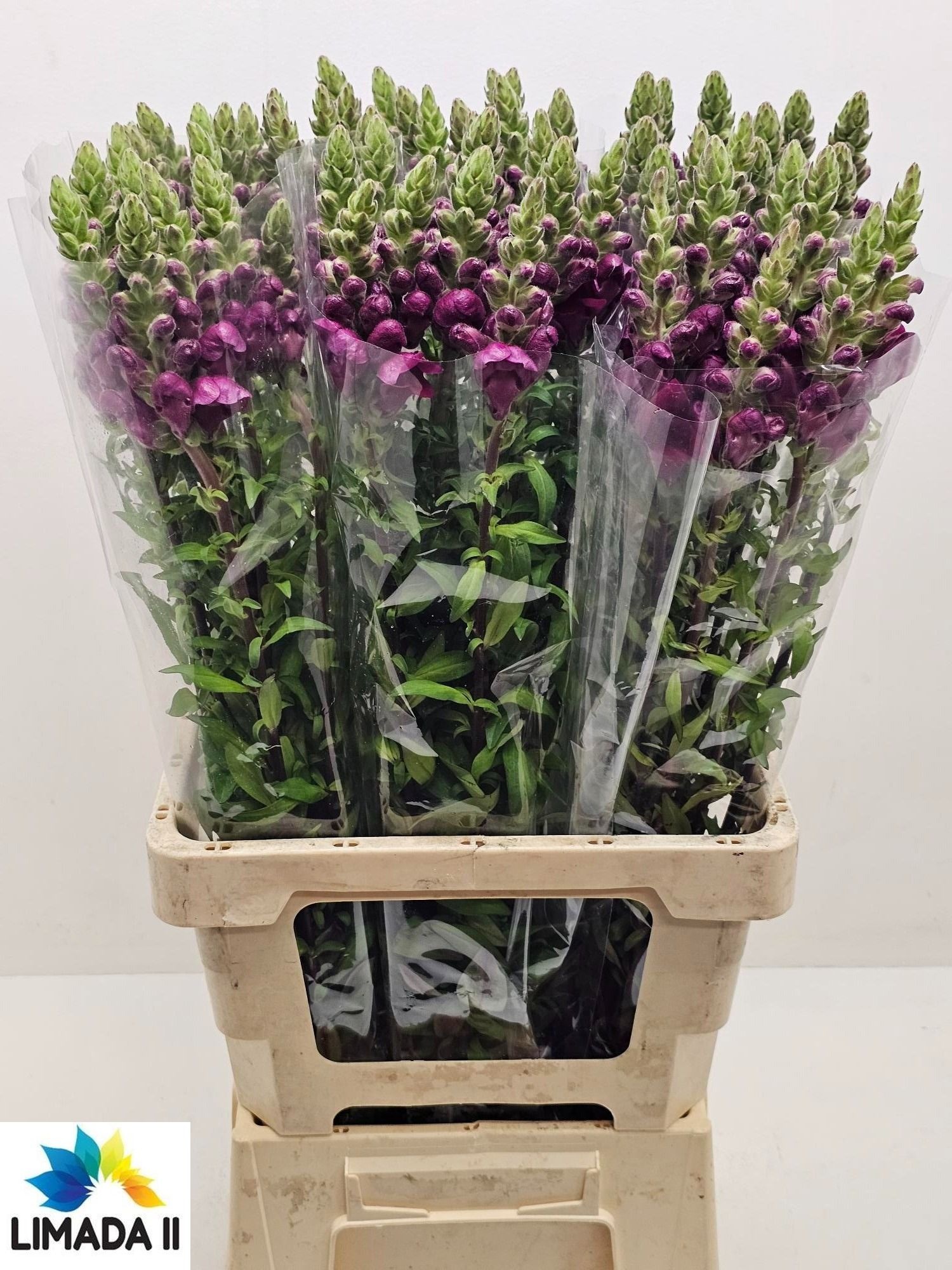 Antirrhinum Poto Red 70cm