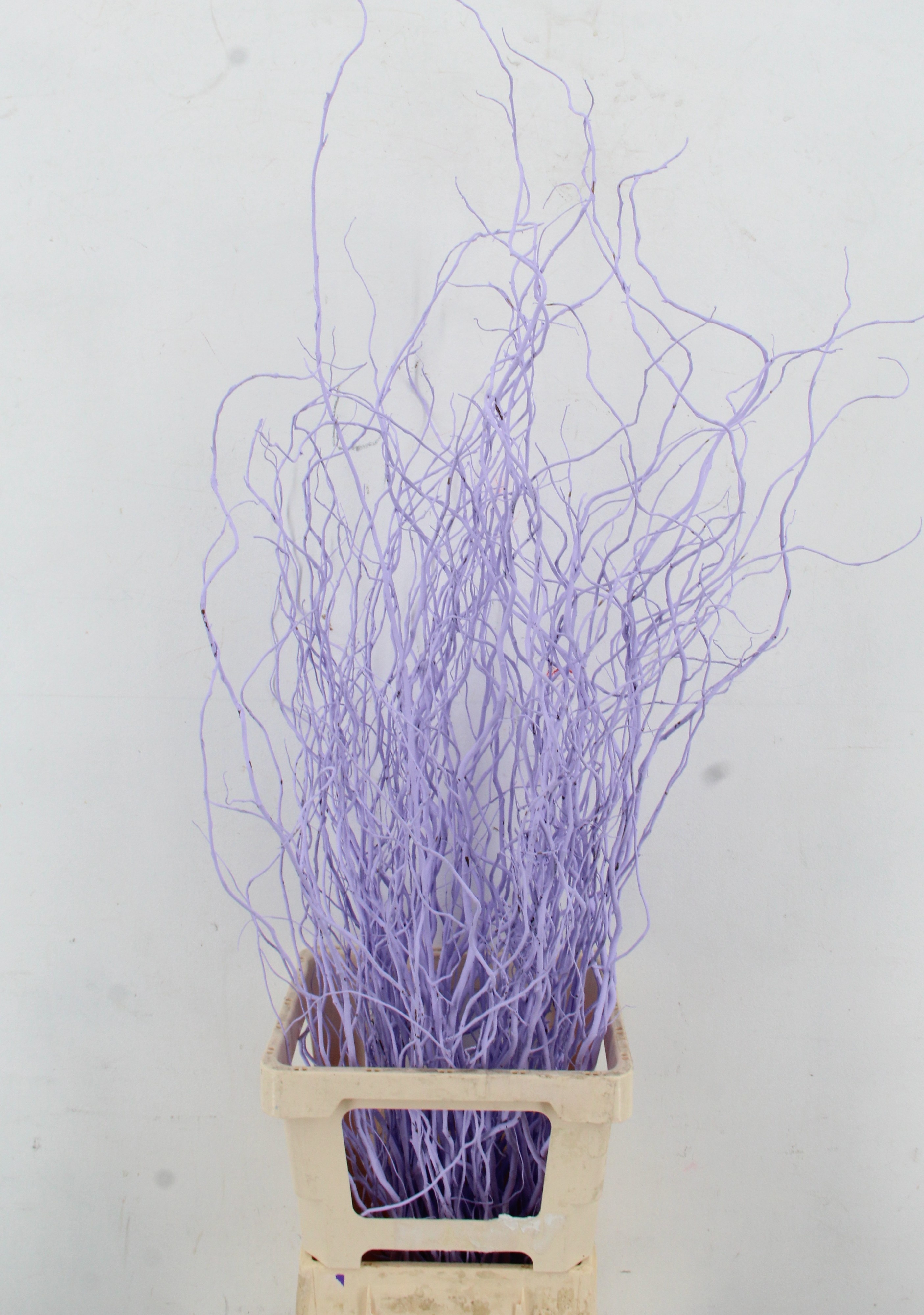 Salix Ov Klb H%