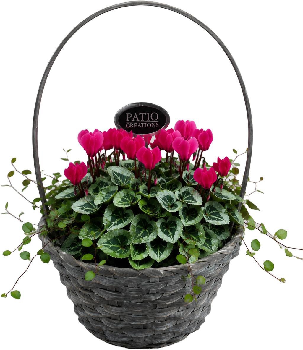 Cyclamen -Muehlenbeckia Bamboo round Tim CYM874-9323