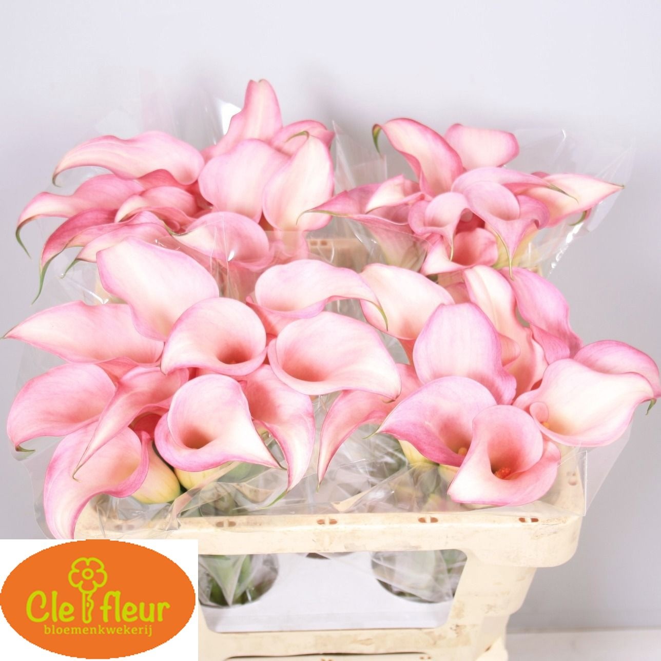 Zant Pink Design 55cm