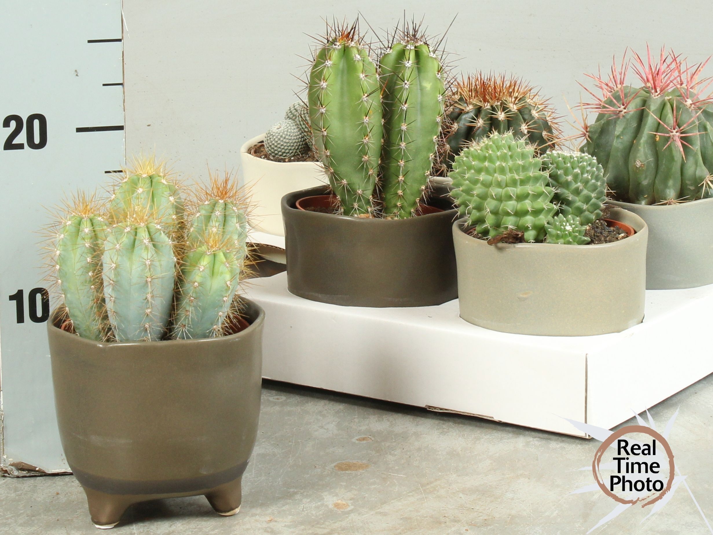 Cactus CACTUS OV | Gardenline