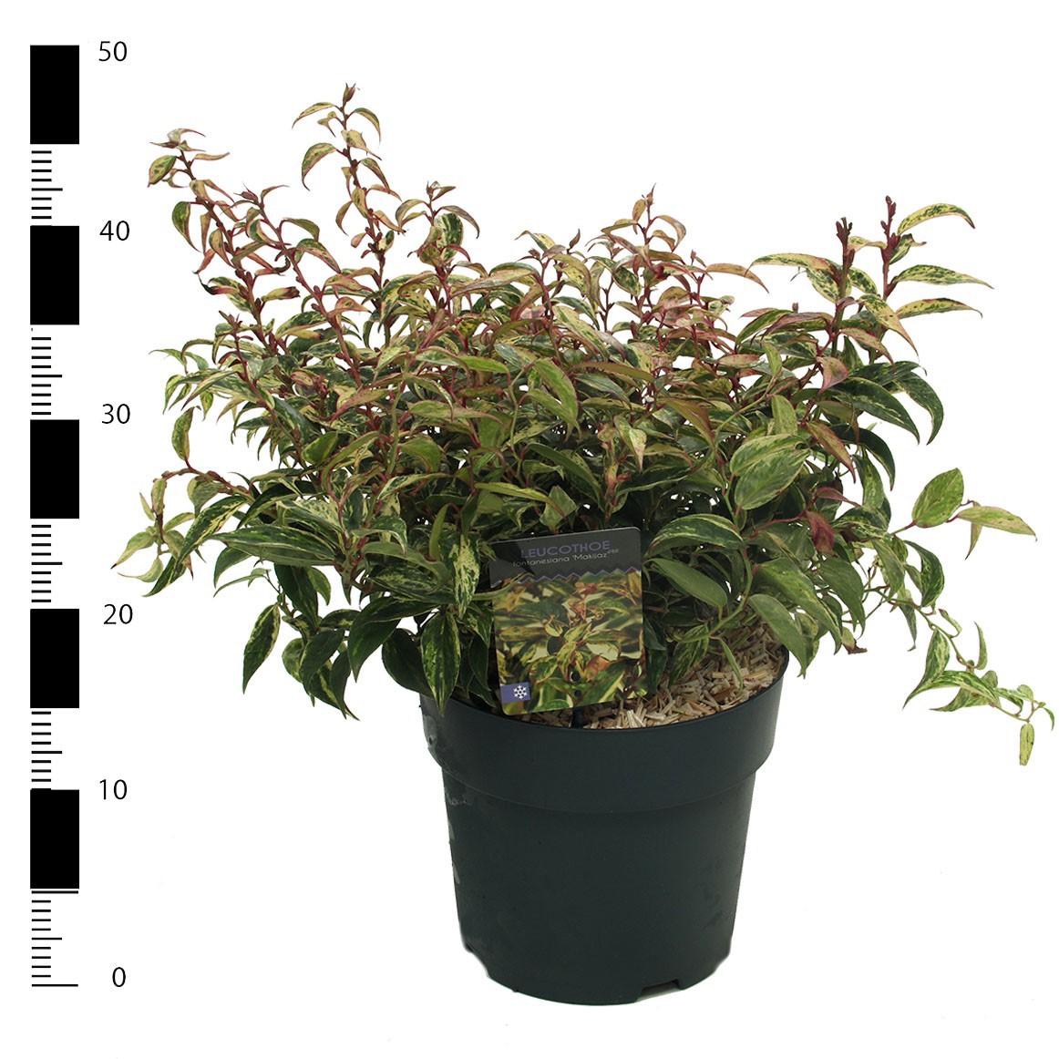Picture of Leucothoe fontanesiana 'Makiejaz'
