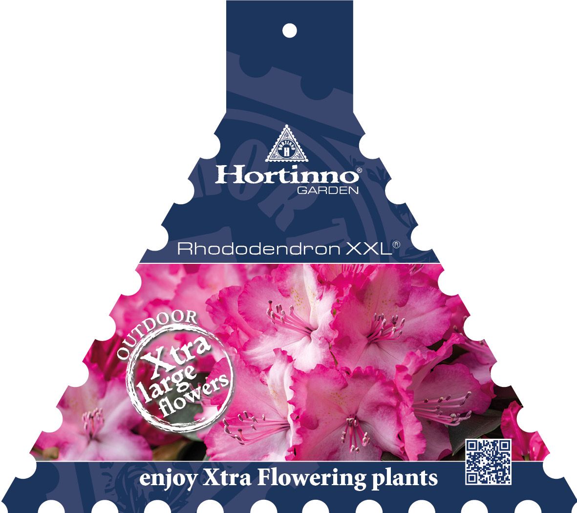 Rhododendron Rhodo Xxl | Hamiplant