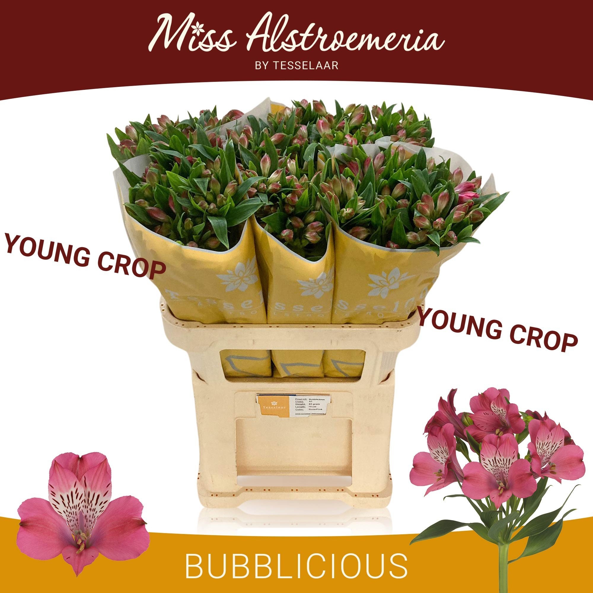 Alstroemeria Bubblicious ALSTR BUBBLICIOUS | OZ Planten
