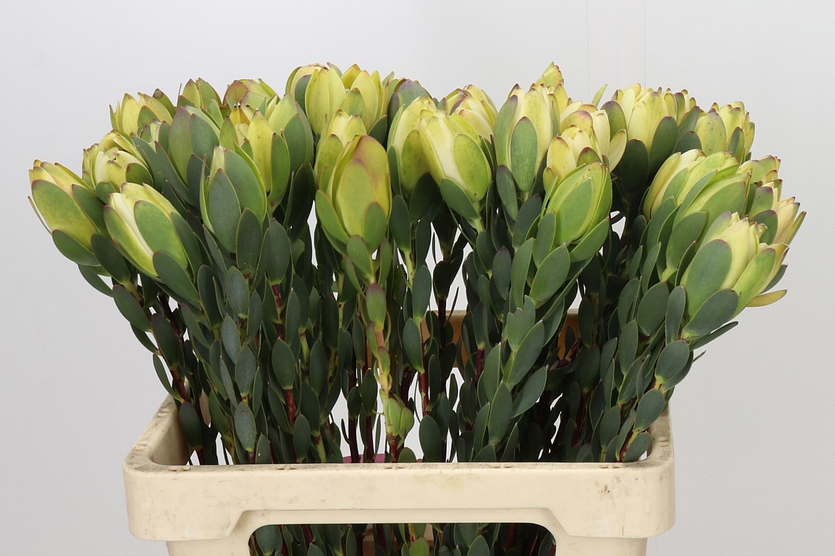 Leucadendron Discolor 60cm