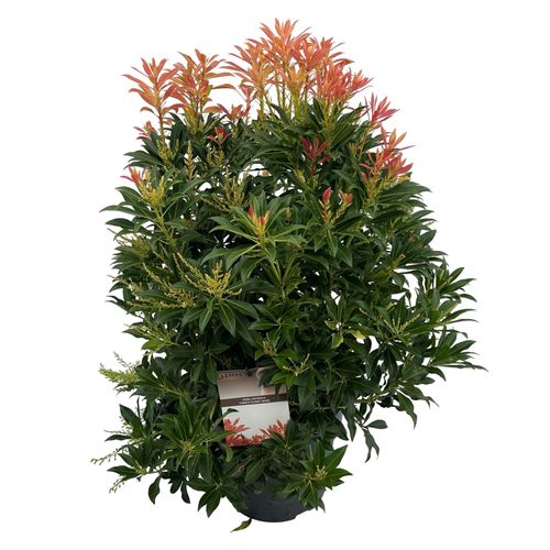 Pieris jap. 'Forest Flame' sense p27 Asra