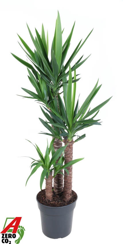Yucca -30