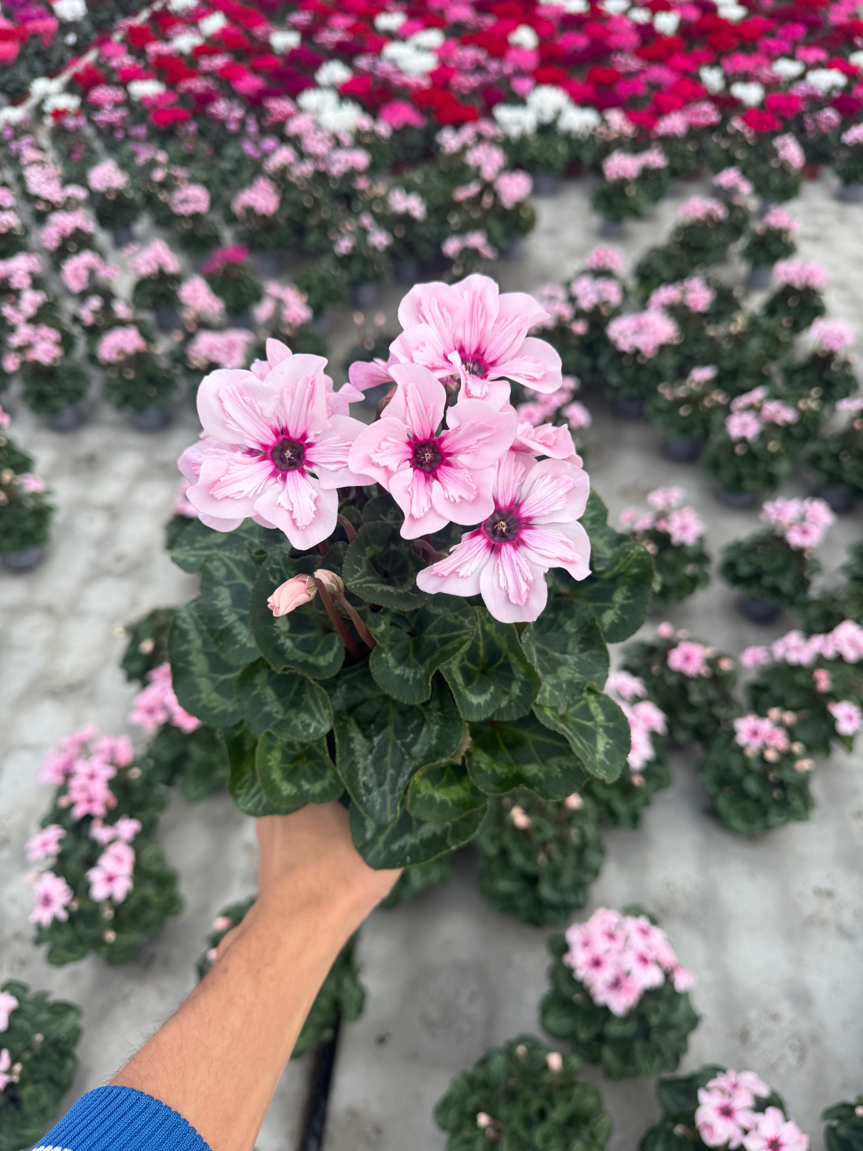 Cyclamen Illusia