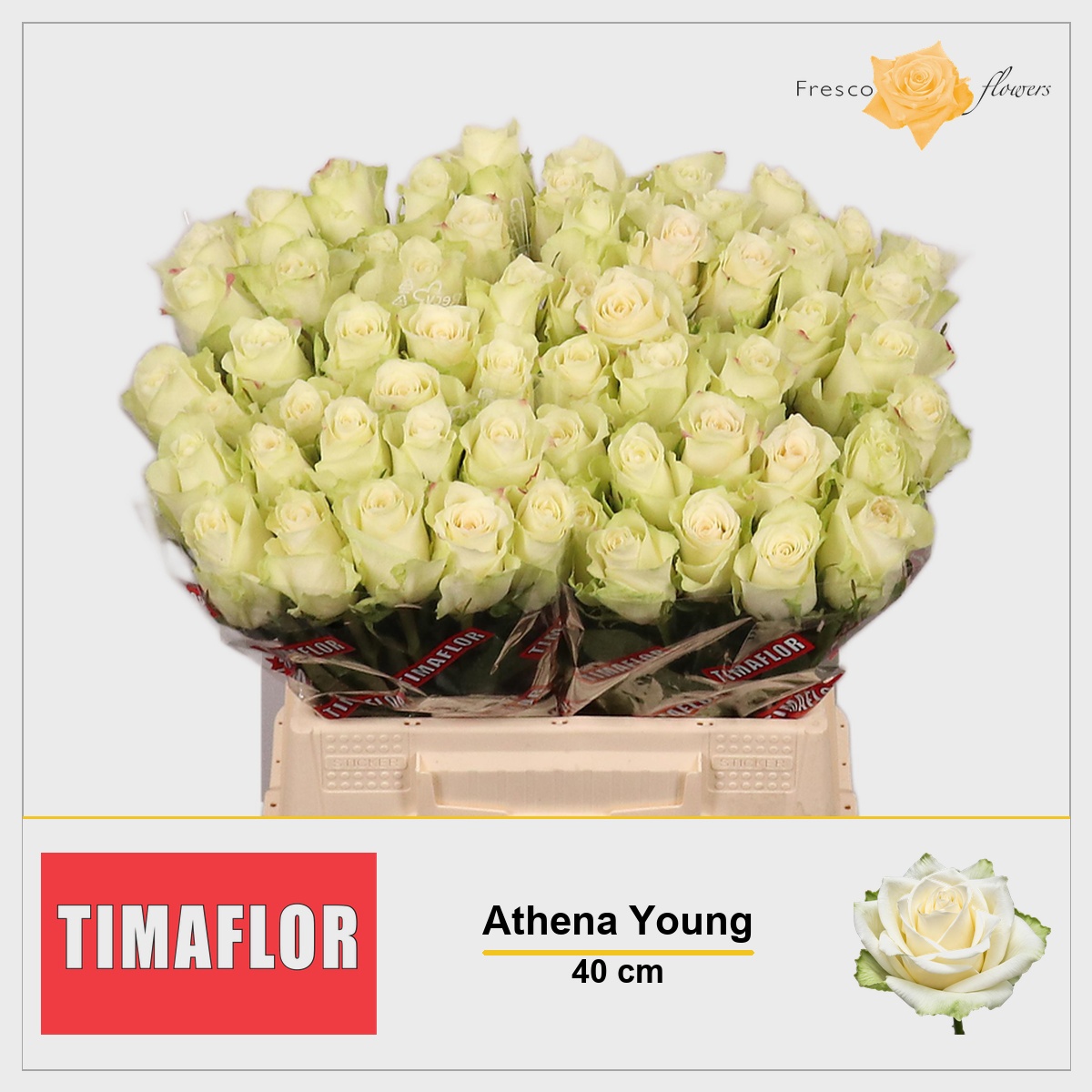 Rosa Athena 40cm