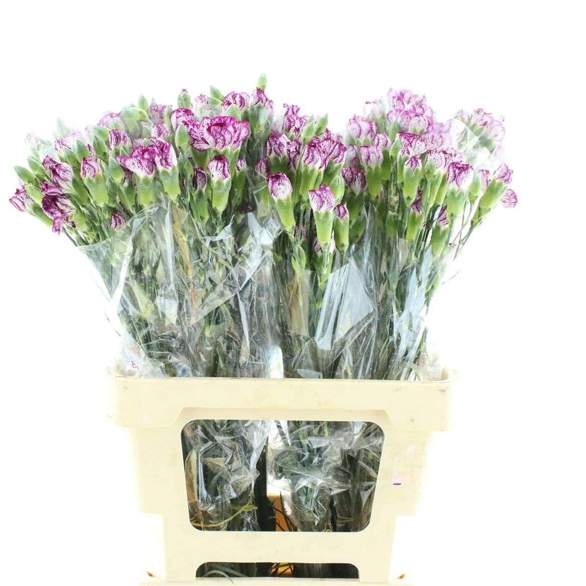 Dianthus Spr Purple Spectro 60cm