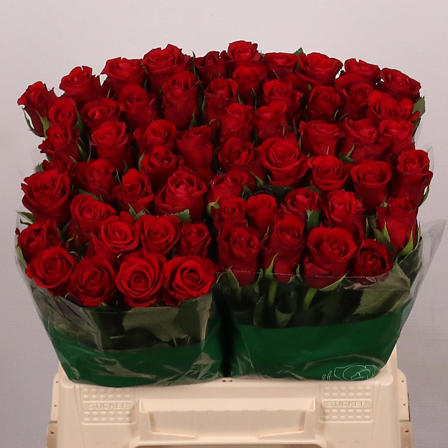 R Gr Red Ribbon