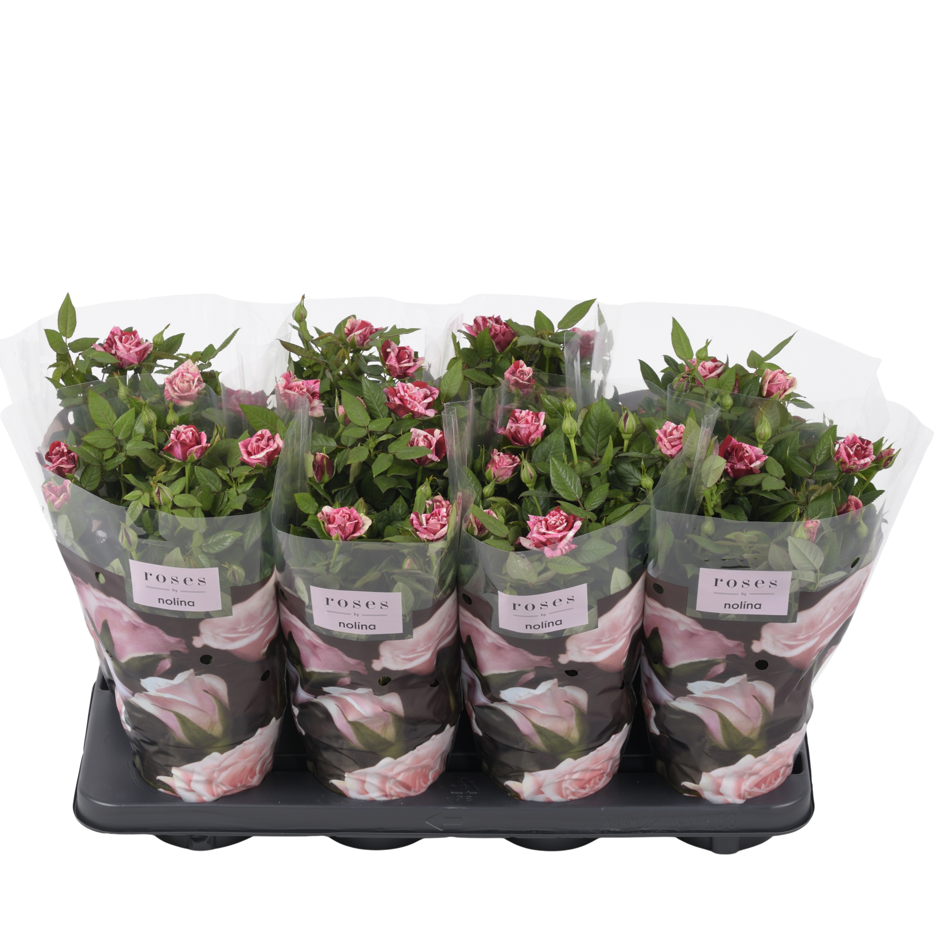 Nolina Special Roses Ø 13 Cm Ganna