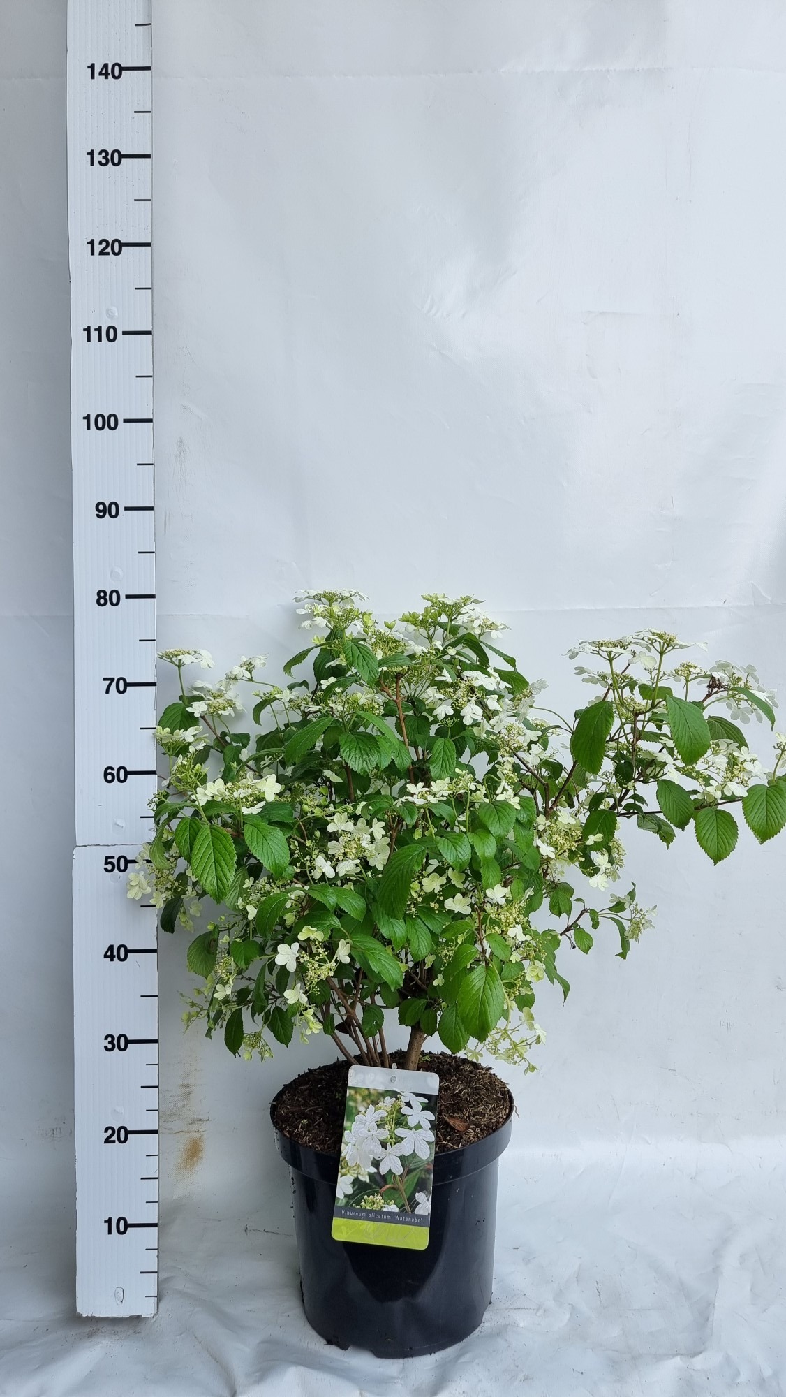 Picture of Viburnum plicatum Watanabe P29 (10 Ltr)