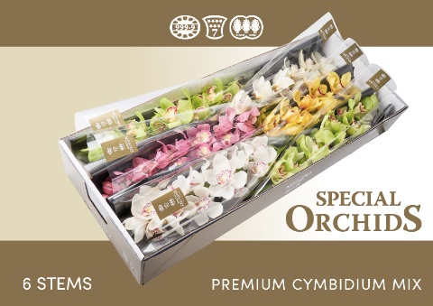 Cymbidium Asst 13bl