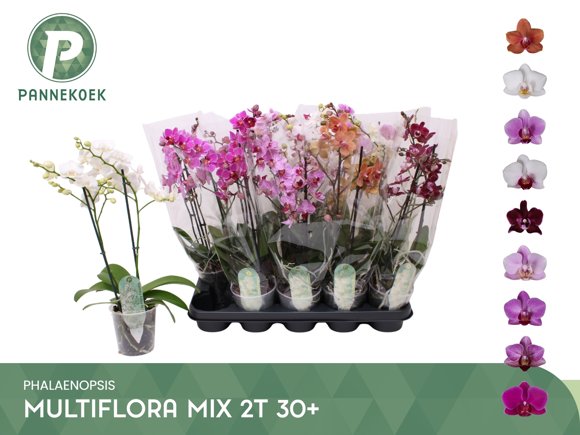 Phal Mf Gem 8 Kl 12P 50H 2TAK 30bloem 23bloei