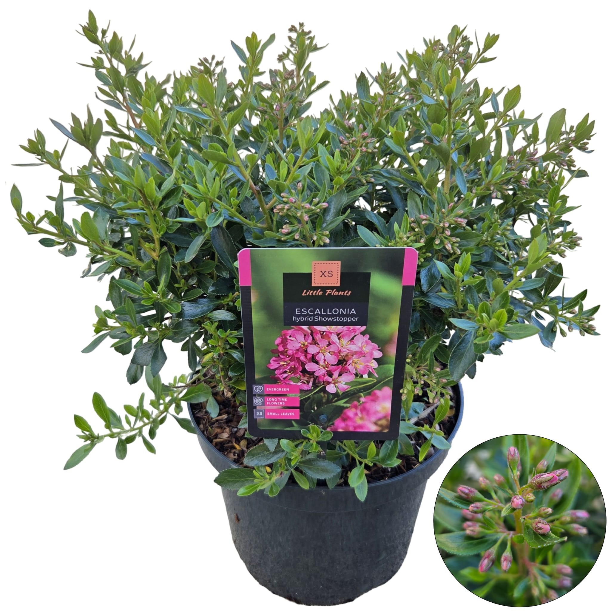 Escallonia 'Showstopper'