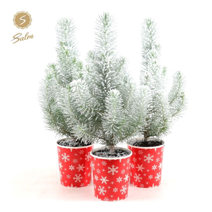 Picture of Pinus pinea 'Silver Crest' P10,5 in Cup X-mas Deco + Snow