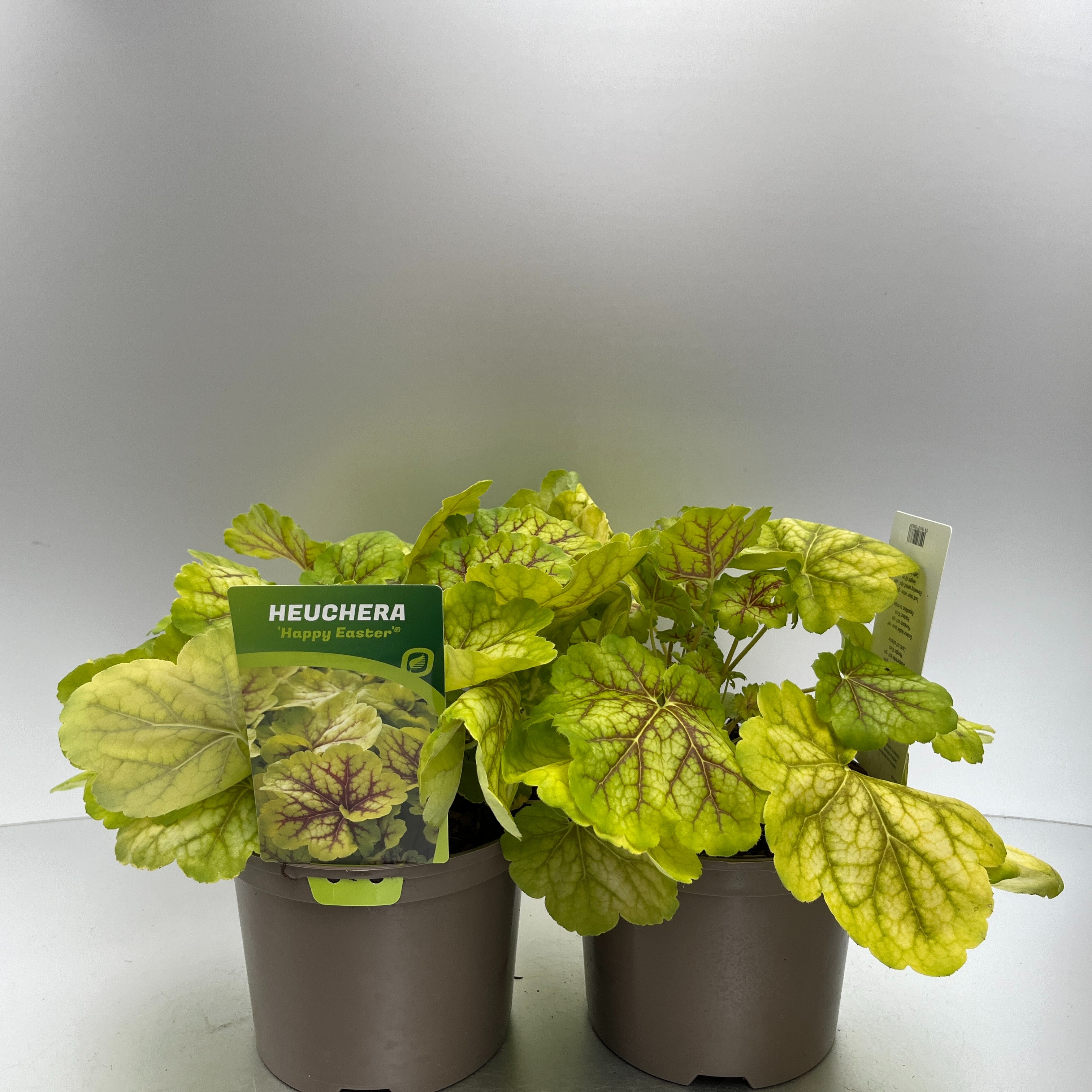 Picture of Heuchera Happy Easter P17 (2 Ltr)