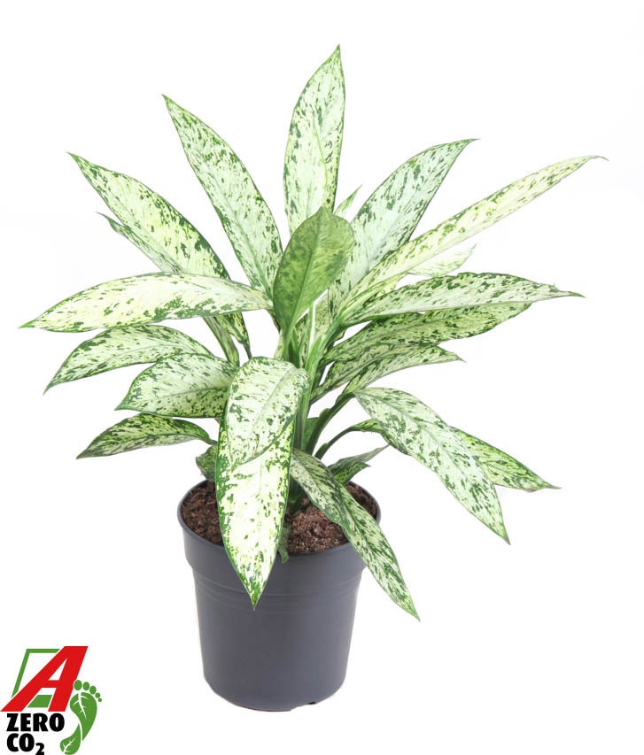 Dieffenbachia 'Vesuvius'