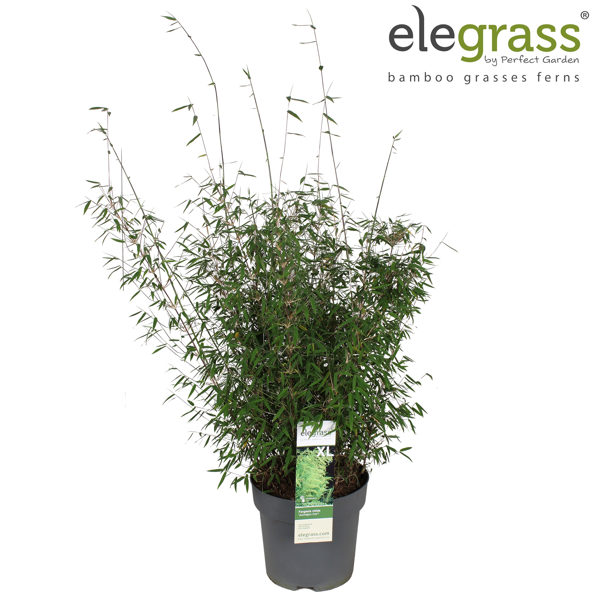 Fargesia nitida 'Jiuzhaigou One'