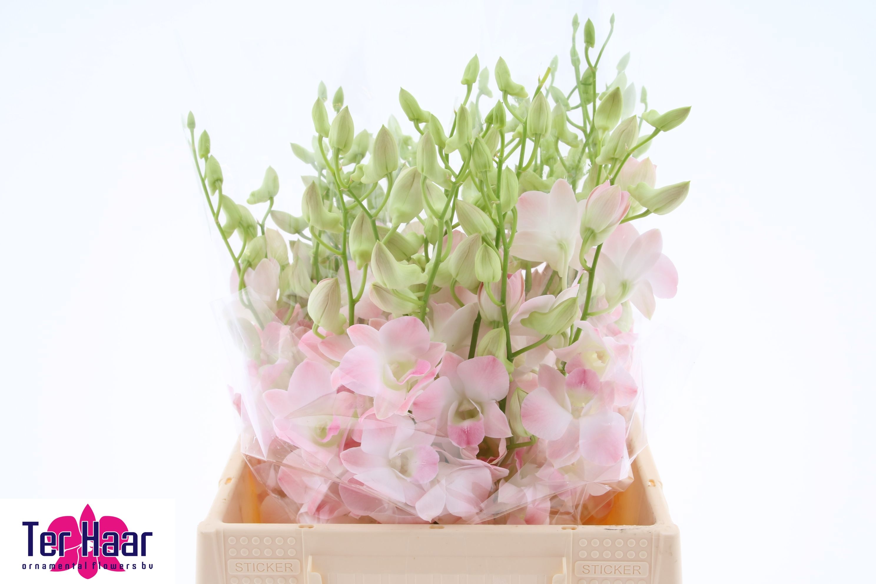 Dendrobium 45cm