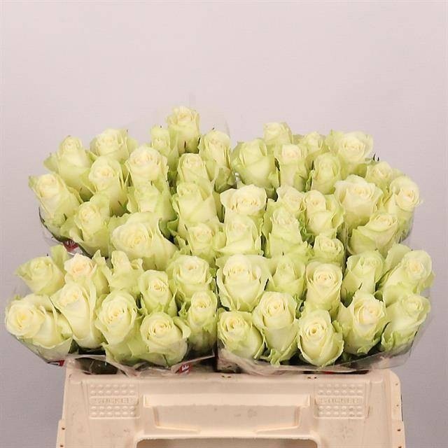 Rosa Athena 35cm