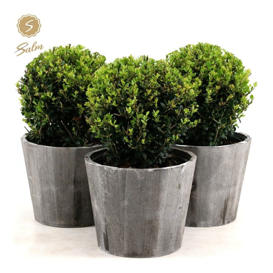 Ilex Crenata Jenny