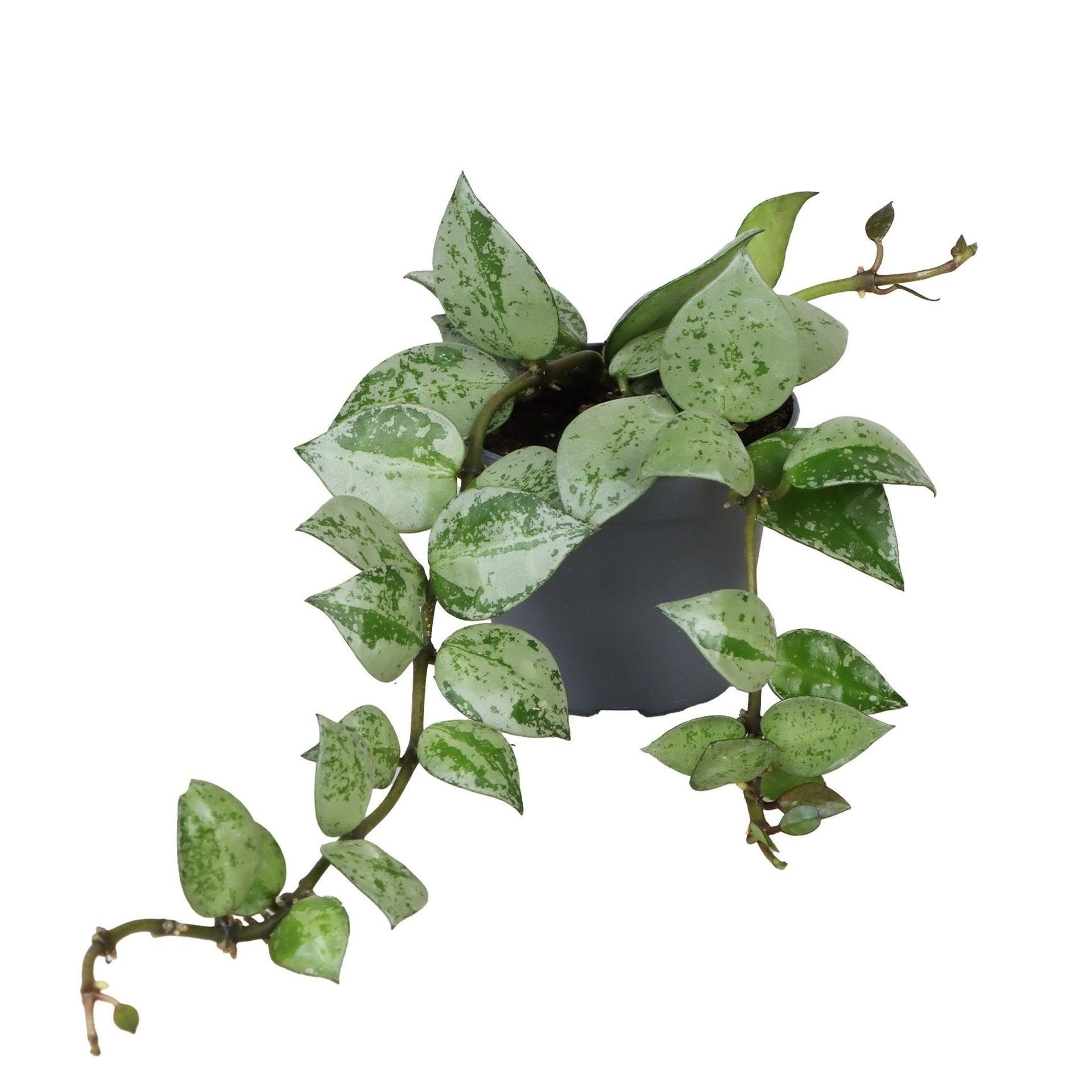 Hoya Krohiana Eskimo