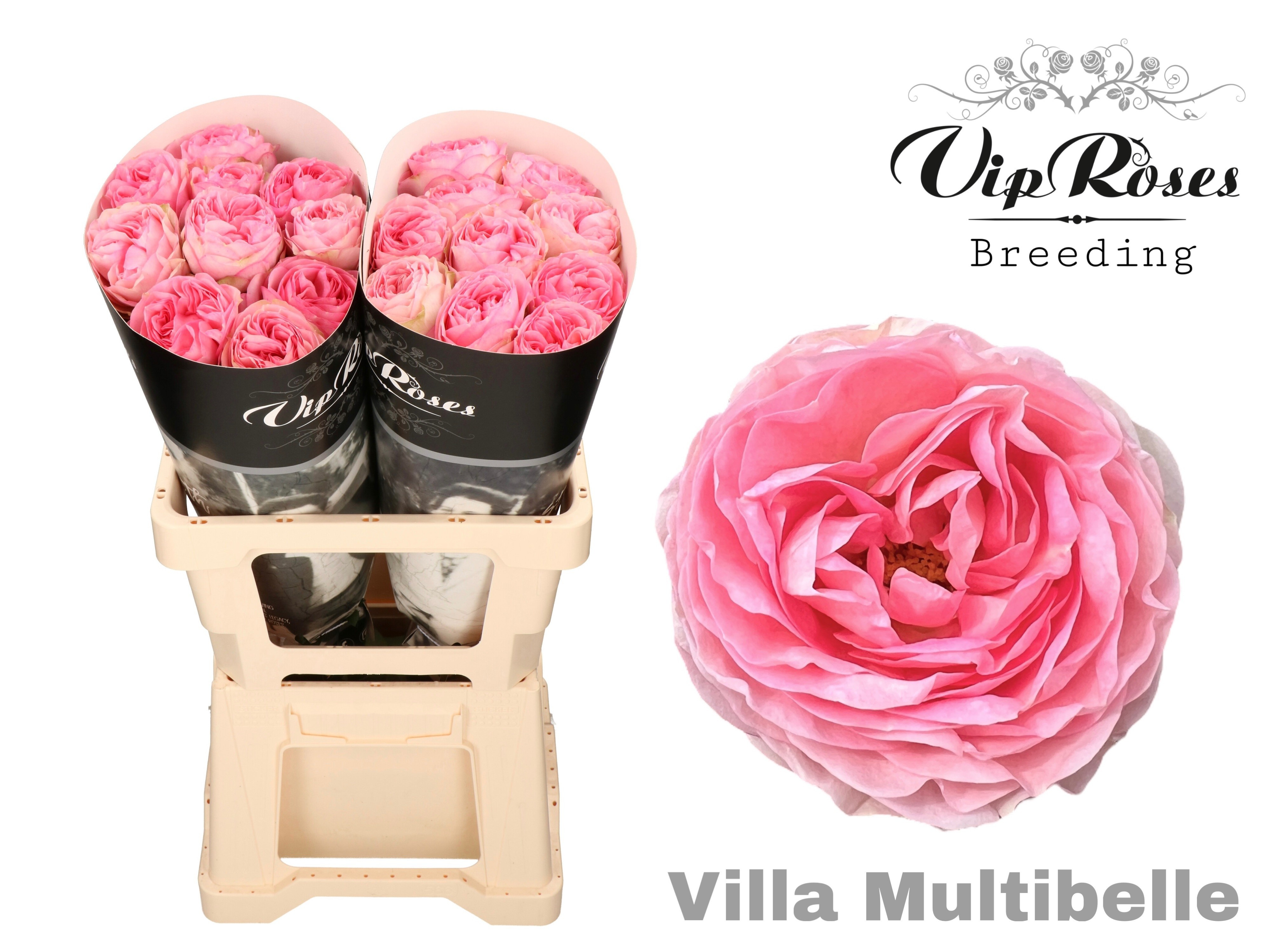 R Gr Villa Multibel
