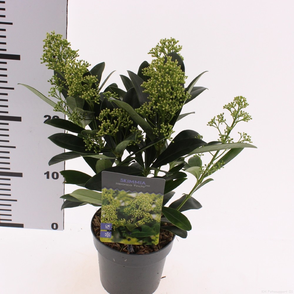 Skimmia jap. 'Finchy'