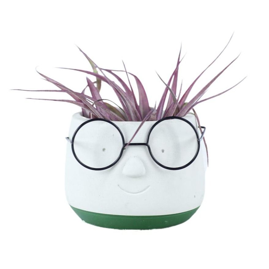 Arr Tillandsia 8P 15H 11bloei