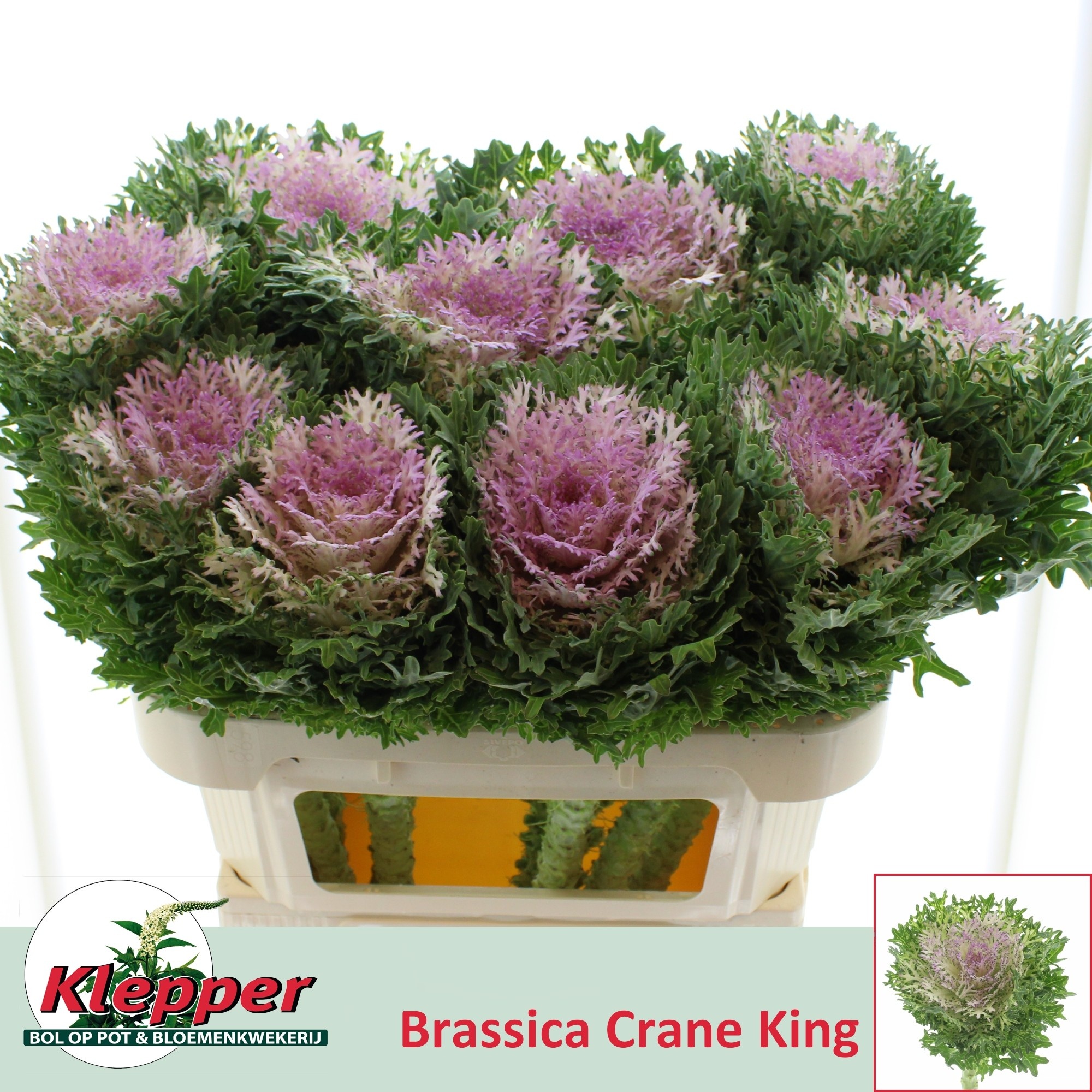 Brassica Crane King 70cm