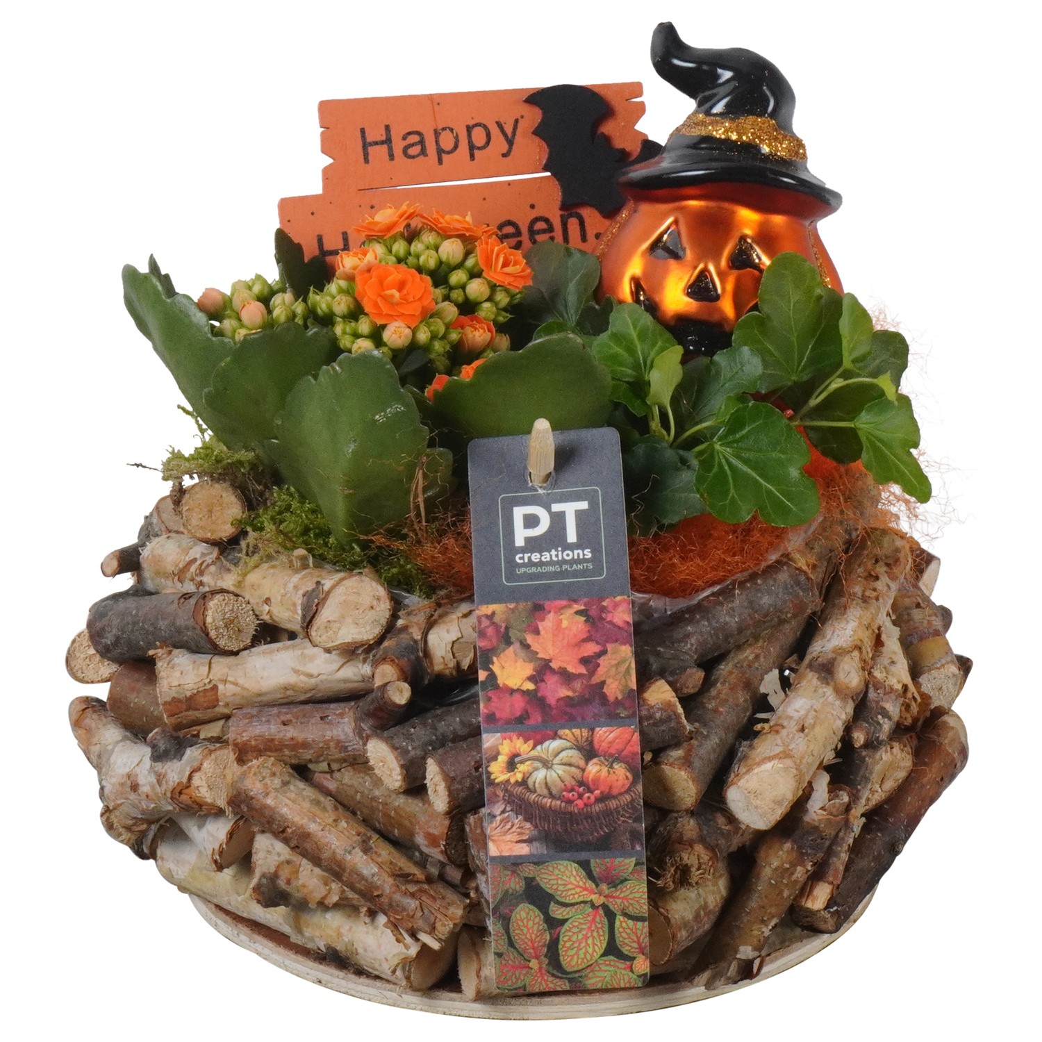 Picture of PTHL1934 Arrangement Halloween in wooden bowl P20 19CM