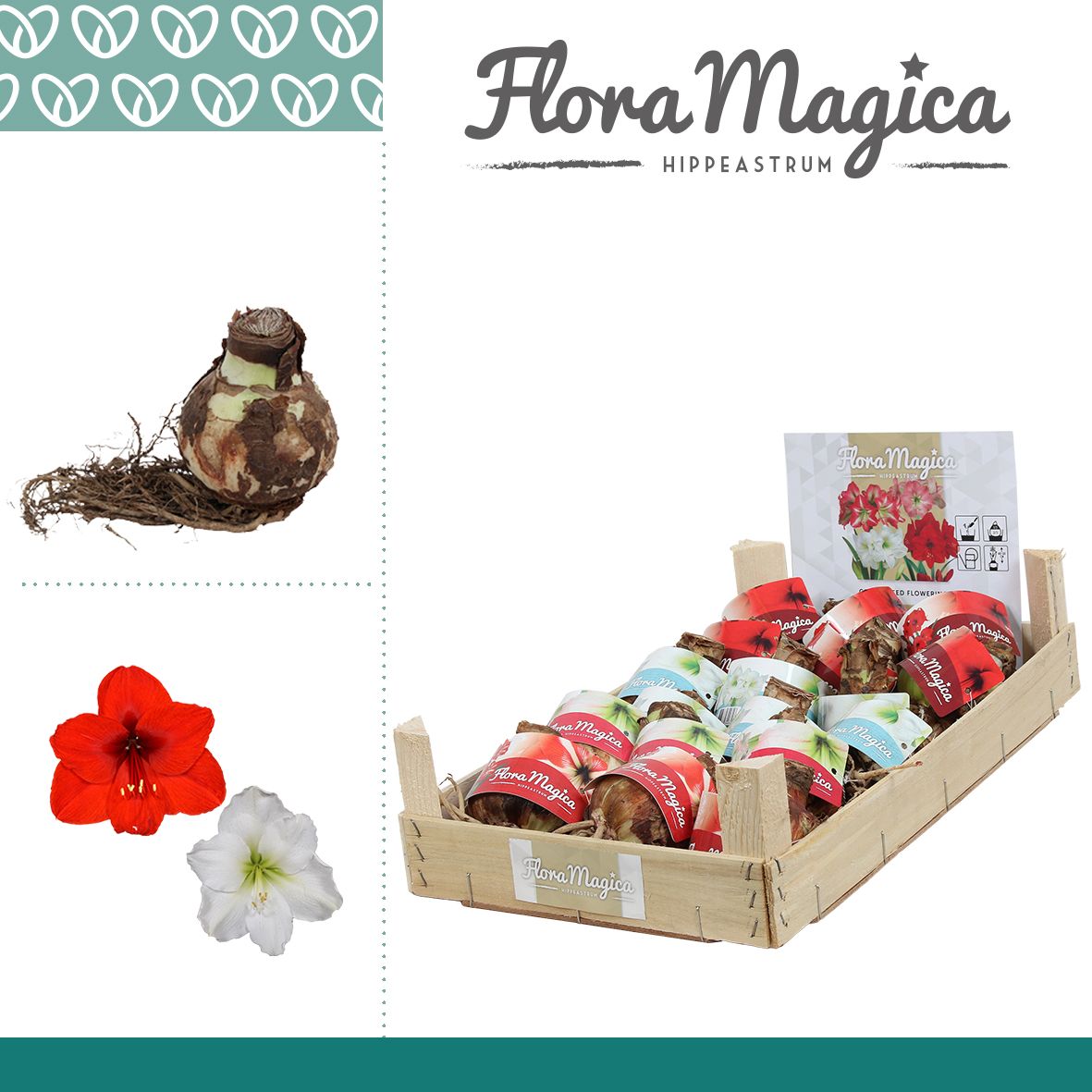 Amaryllis Bulb Mix in Wooden Crate