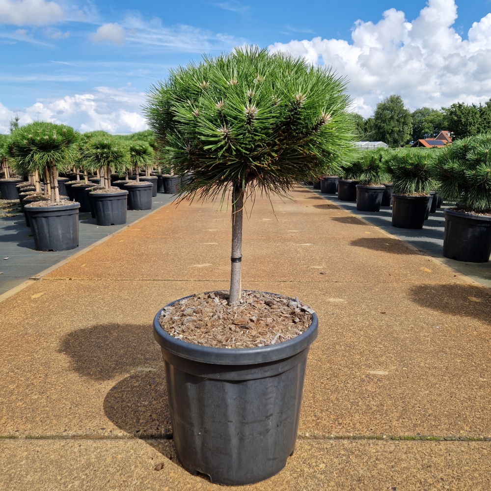 Picture of Pinus nigra Marie Bregeon C18 STD-20-CM-BALL-35-40-CM