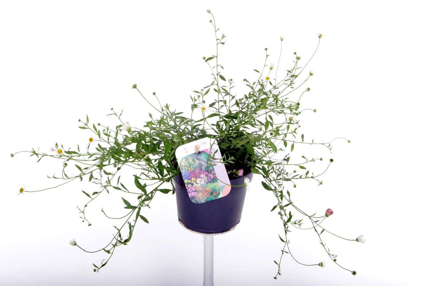 Erigeron karvinskianus 'Blütenmeer'