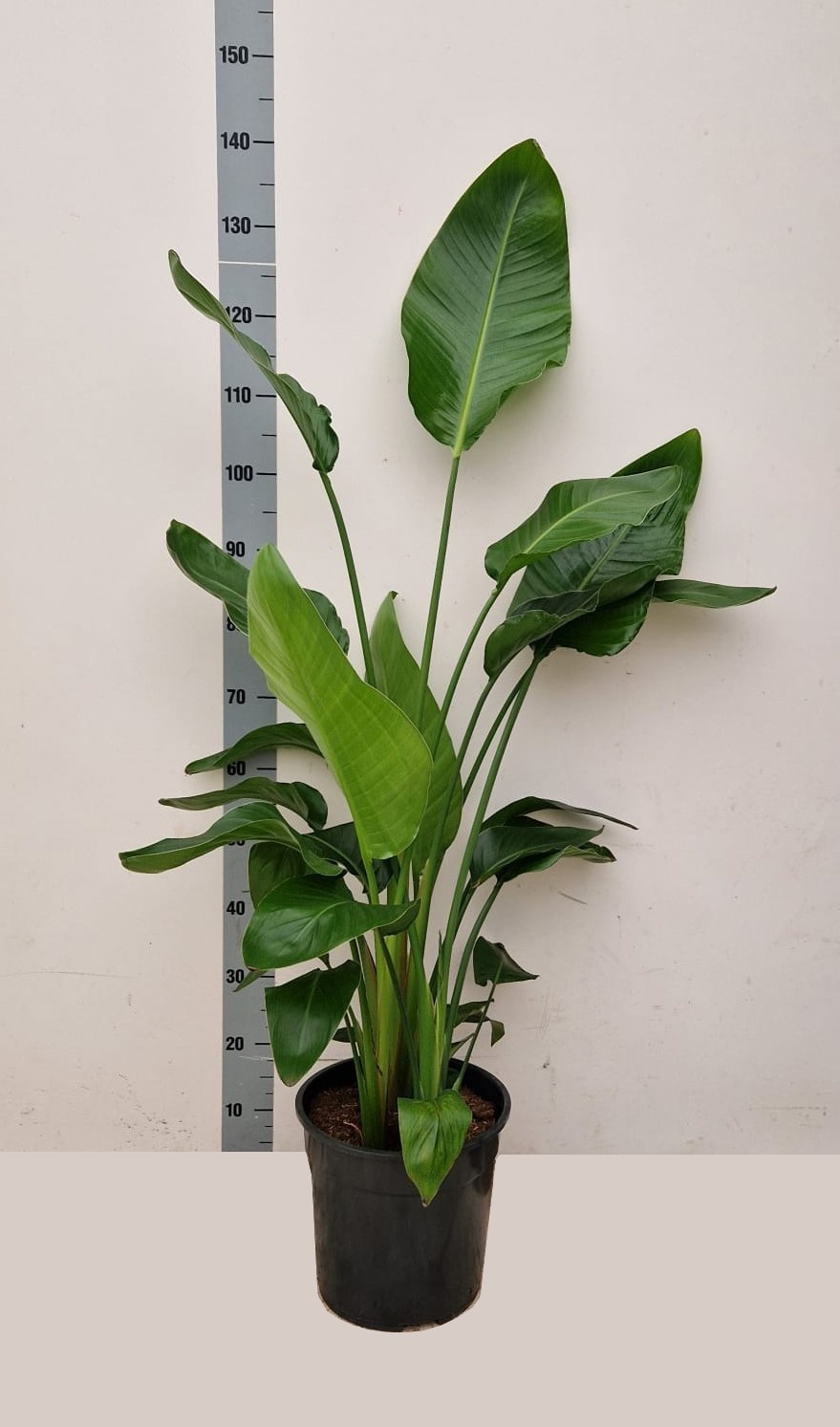 Strelitzia alba STRELITZIA ALBA | Gardenline