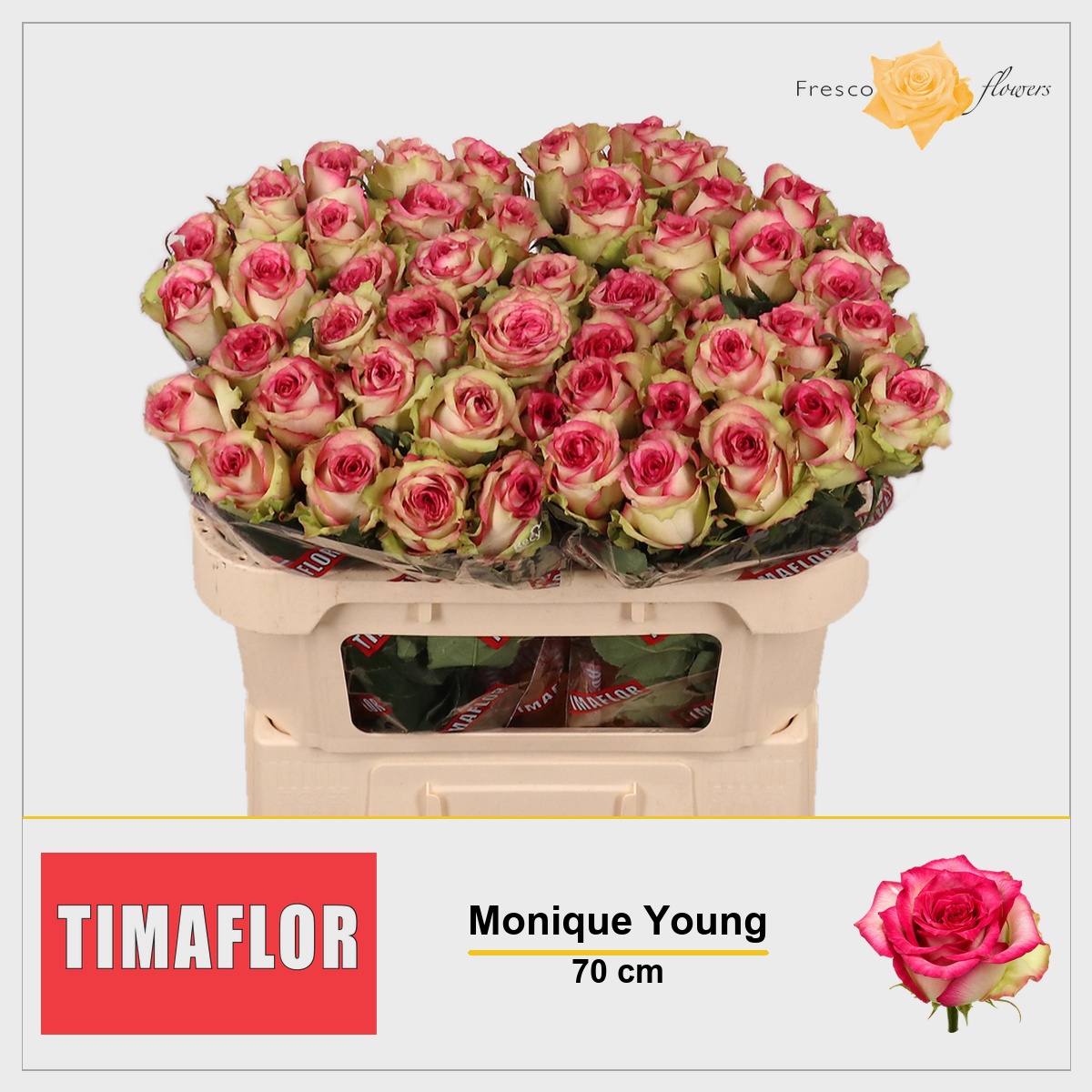 Rosa Monique 70cm