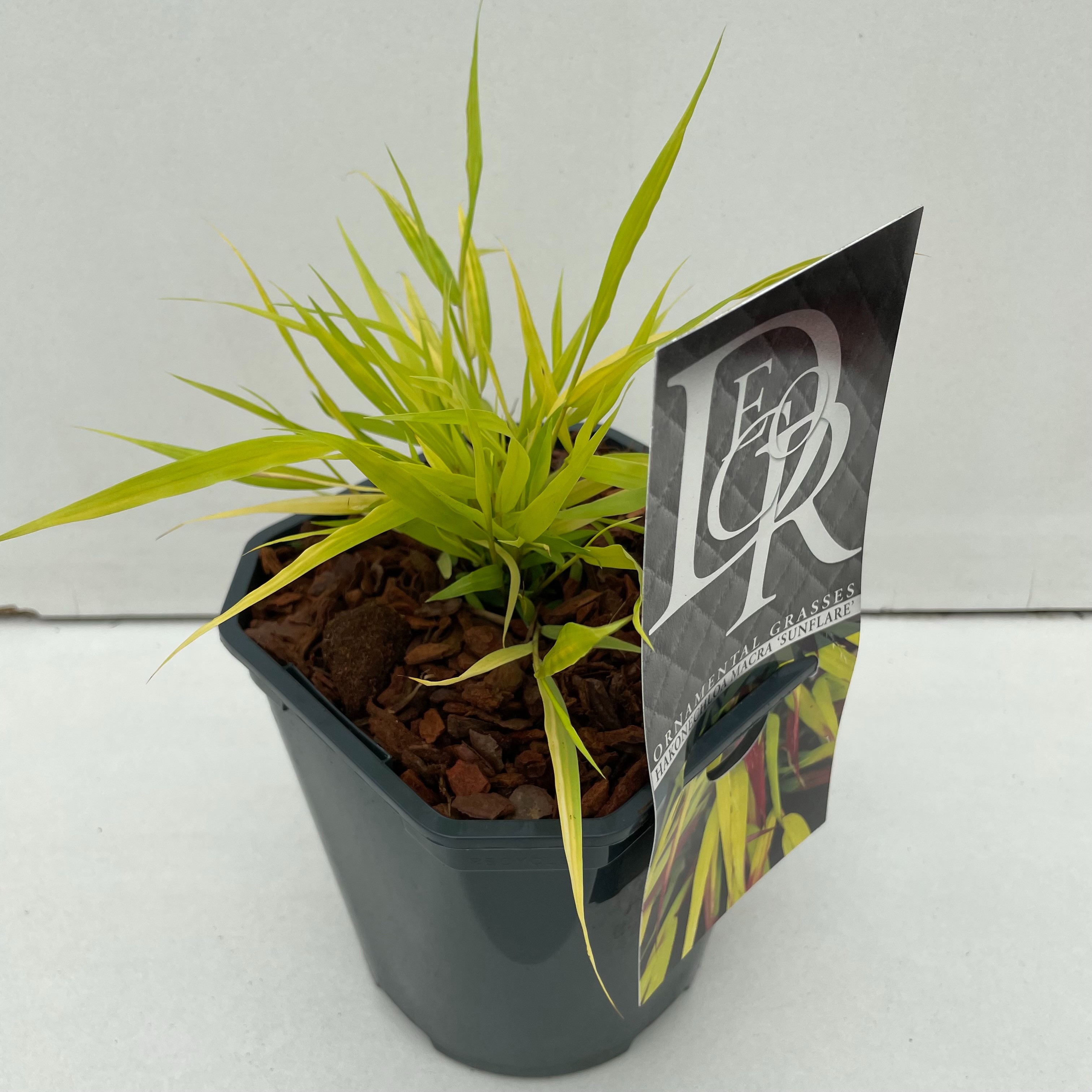 Hakonechloa macra Sunflare ('HABSF1007')