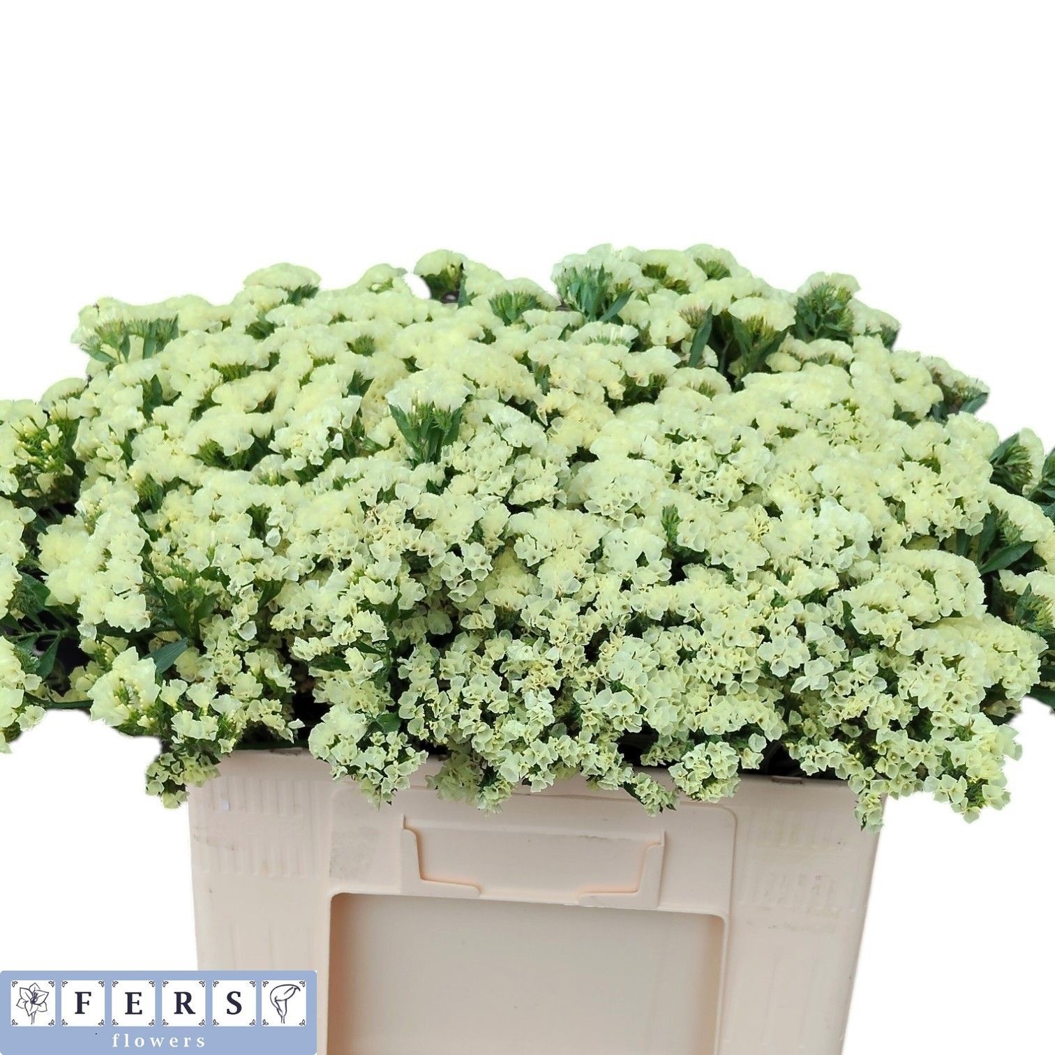Limonium St Starlight Wings 50cm 44gram