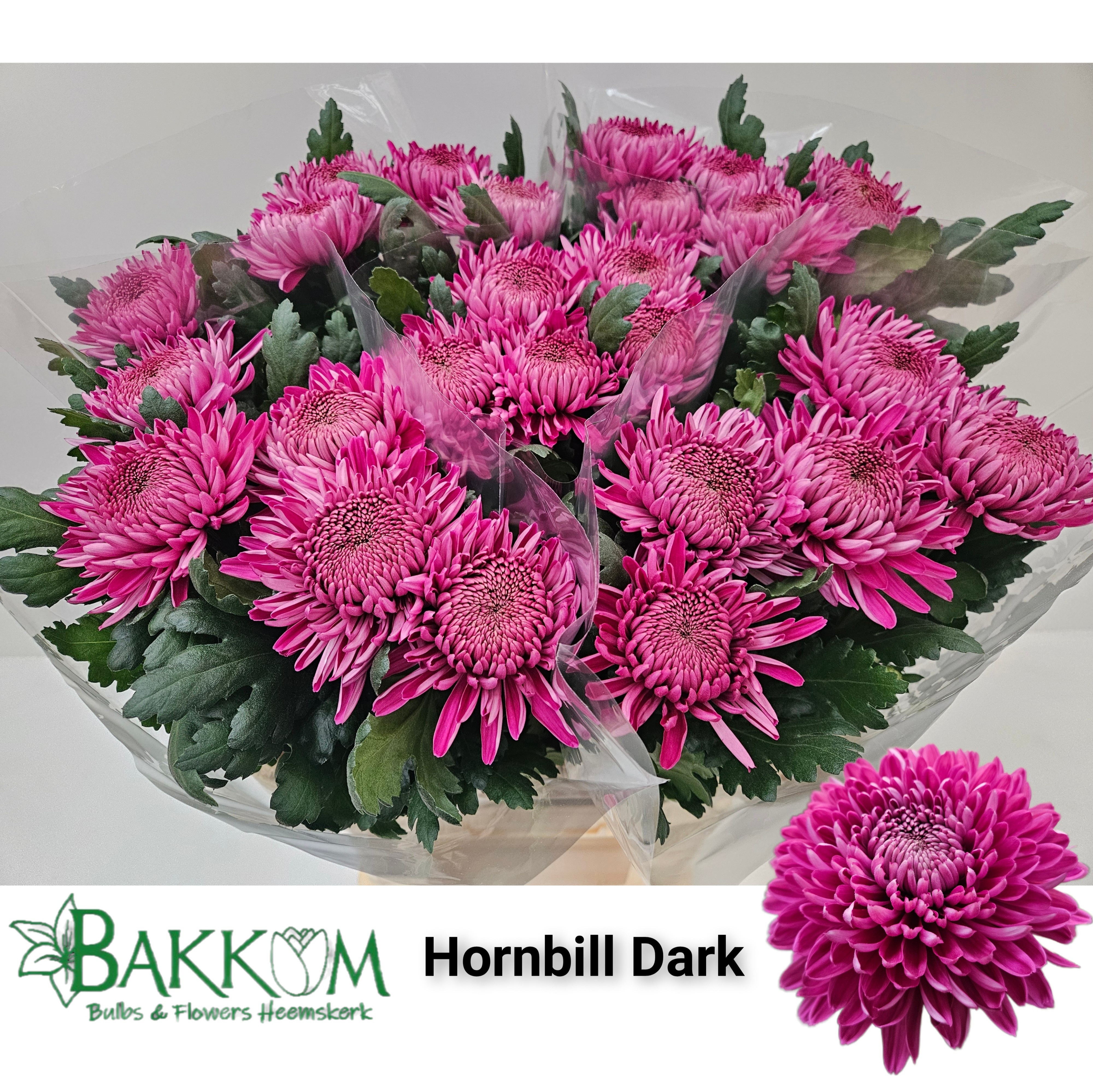 Chr G Hornbill Dark 80cm 130gram