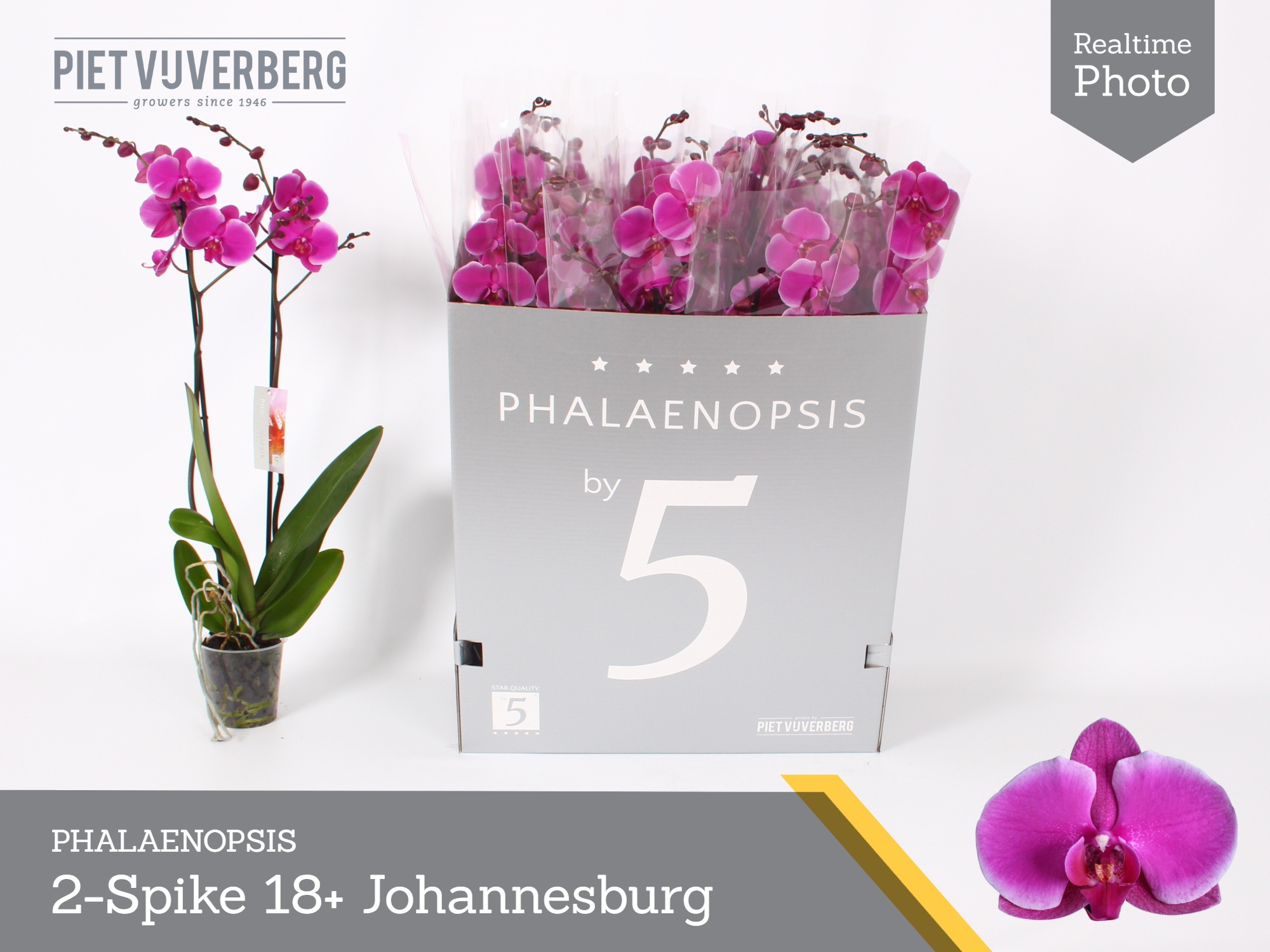 Phal Ov Paars 12P 70H 2TAK 18bloem 23bloei