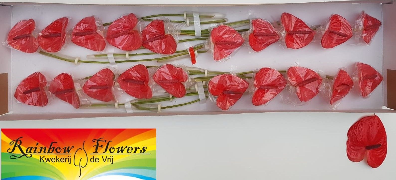 Anthurium Mars 9Ø